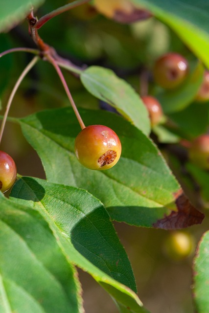 皮亚军斯特 皮亚军斯特