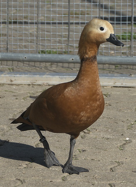 上来说