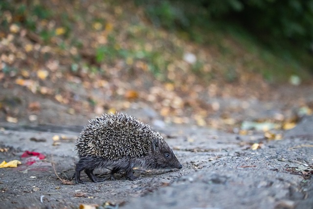 支防守见长 支防守见长